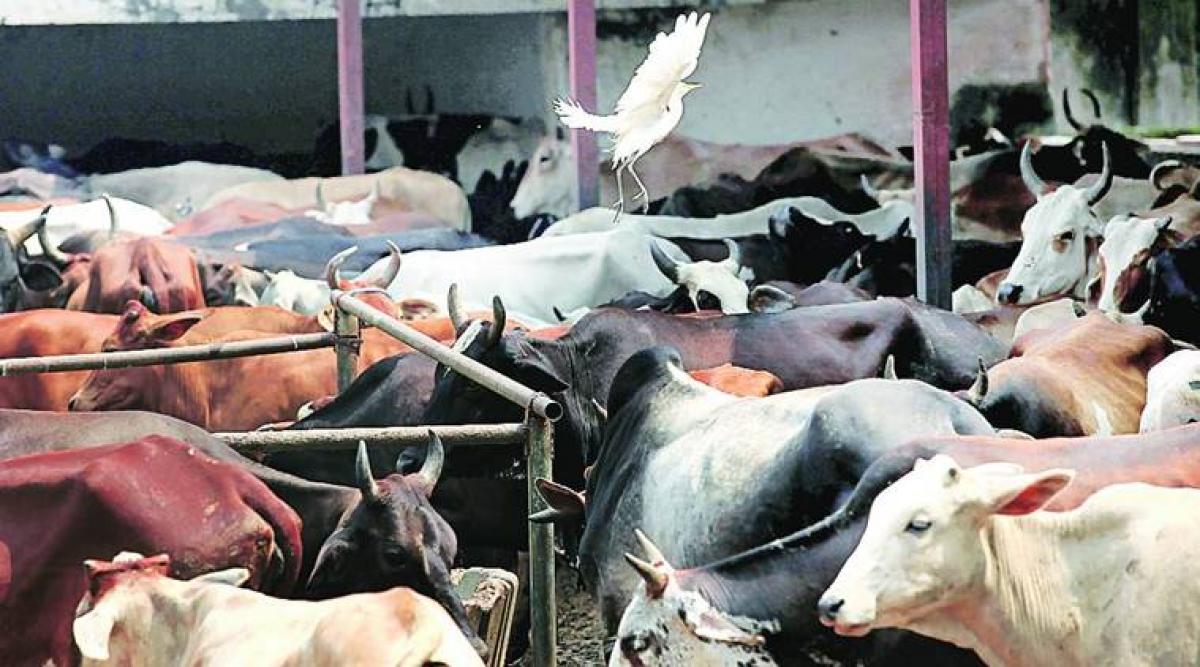 Eight arrested for attacking Tamil Nadu officials transporting cattle